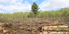 La forêt creusoise déjà exploitée pour le bois d’œuvre pourrait désormais être mobilisée pour la production de granulés.