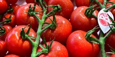 Cerise vrac, cerise grappe, ronde grappe, allongée cœur : les tomates Label rouge se lancent pour de bon sur le marché en 2024.