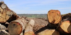 Dans le Limousin, les feuillus sont convoités pour le bois d’œuvre mais aussi désormais en partie pour le bois énergie.
