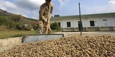 Un ouvrier ramasse des grains de café séchés dans une plantation de la Fédération nationale des producteurs de café à Pueblo Bello, en Colombie.