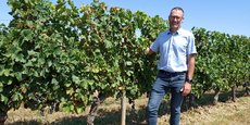 Les vendanges débuteront début septembre aux Vignobles Boissonneau à Saint-Michel-de-Lapujade en Gironde.