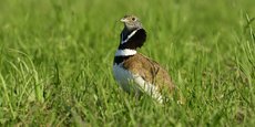 L'outarde canepetière, un oiseau nichant principalement en Poitou-Charentes menacé d'extinction, pour décider du sort de 16 retenues d'eau agricoles dans les Deux-Sèvres.