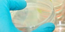 La culture contrôlée de cellules souches est un enjeu crucial pour la biotechnologie et la médecine.