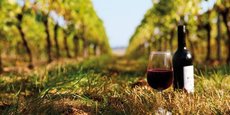 L'interprofession des vignobles du Sud-Ouest (IVSO) a deux projets phares face au changement climatique.