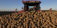 La grande surface garde 50% du prix de vente des pommes de terre