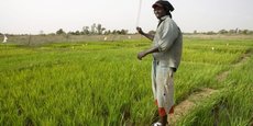 En 2017, la production dans pratiquement l'ensemble des filières agricoles au Sénégal a augmenté de manière significative : +20% pour la production céréalière ; +7% pour les cultures rizières ; et +37 pour la production de mil.