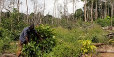 Sur les cinq dernières décennies, la Côte d'Ivoire aurait perdu jusqu'à 80% de son couvert forestier.