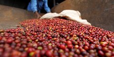 En RDC, le nombre de producteurs de café est passé de 300 à 20 en l'espace de quatre décennies.