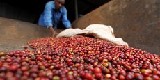 Selon l'Organisation interafricaine de café, le Continent devrait, en 2030, à au moins 40 millions de sacs de café sur le marché international de Londres.