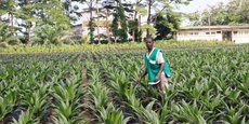 Le Nigeria, gros consommateur d’huile de palme à l’image de nombreux pays africains, occupe aujourd’hui la cinquième place mondiale en terme de production.