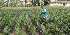 Au Cameroun, le partenariat gagnant-gagnant entre les producteurs villageois et les agro-industries est aujourd'hui un défi important pour l’augmentation des volumes de production d’huile de palme.