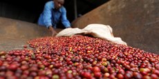 Parmi les produits les plus exportés par l'Ethiopie, on citera le café (photo) dont il est le premier exportateur en Afrique, le thé et les épices.