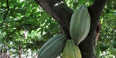Les prix du cacao ont connu une hausse de 30% depuis le début de l'année, dépassant à nouveau les 2500 dollars la tonne à New York.