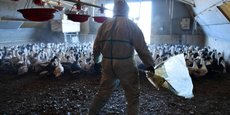 Entre 2008 et 2011, la grippe aviaire avait fait chuter la production de volaille au Togo de 14 à 8,5 millions de têtes.