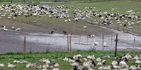 Le foie gras de Noël est-il menacé par un nouveau risque de grippe aviaire en France ?