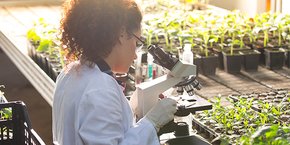 La société héraultaise de biotechnologie NFL Biosciences développe des médicaments botaniques pour le traitement des dépendances et addictions, notamment au tabac, à l'alcool ou au cannabis.