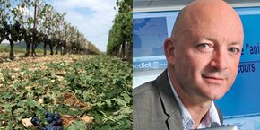 Alix Roumagnac, président de Predict Services, expérimente la prévention des coups de chaud ou coups de froid en alertant une base de données de 4.000 agriculteurs dans l'Hérault.
