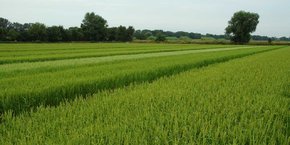 La filière rizicole de Camargue, dont les quelque 160 producteurs sont basés dans le Gard, les Bouches du Rhône et un peu l'Aude, produit 20% de la consommation française de riz.