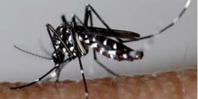 Une étude internationale révèle l'augmentation massive du coût économique mondial associé à deux espèces invasives de moustiques, dont le moustique tigre (photo).
