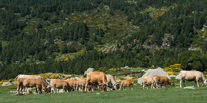 Dans les Pyrénées-Orientales, le secteur de l'élevage se retrouve lui aussi dans une situation critique : les éleveurs sont confrontés au risque de manque de foin et à la question de l'abreuvement des animaux en estive.
