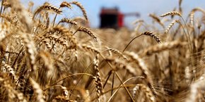 Sous l'effet de la baisse de la production nationale, les importations de blé tendre pourrait augmenter , et les exportations vers les pays hors-Ue baisser, prévoit France AgriMer.