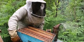 La filière apicole française a produit 33.900 tonnes de miel en 2023 (dont 3.710 en Occitanie) pour une consommation nationale de 45.000 tonnes.