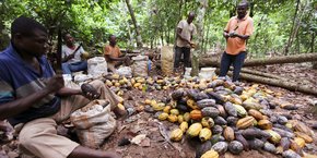 Des producteurs trient les fèves infectées par la maladie de la cabosse noire à San Pedro dans l'ouest de la Cote d'Ivoire.