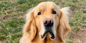 Si on demande à une IA de représenter un chien, le modèle produira plus d'images de golden retrievers, car ce sont les chiens les plus représentés dans les banques d'images.