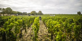 Médoc vignes