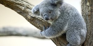 La population de koalas australiens a diminue d'un tiers en trois ans