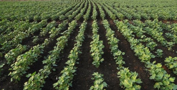 Coton bt agriculture OGM