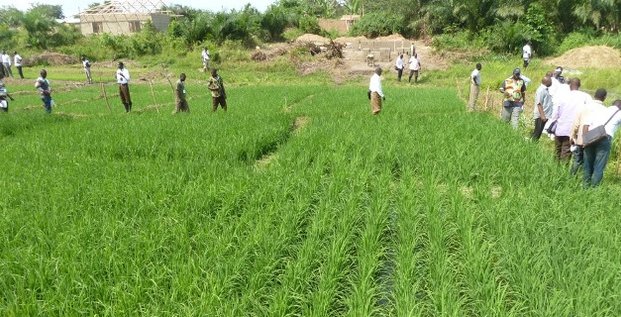 agriculture riz Ghana