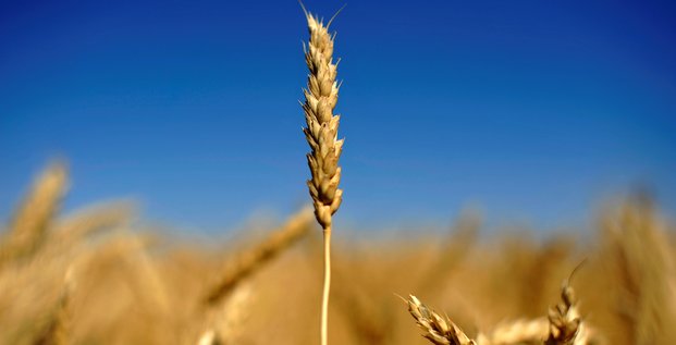 blé, agriculture, agroalimentaire