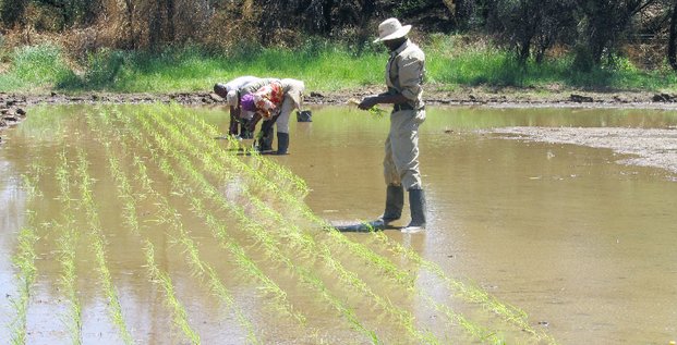 platation riz namibie