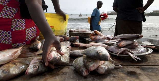 sénégal dakar poisson alimentation pêche halieutique littoral