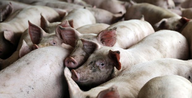 L'epidemie de peste porcine s'etend en chine