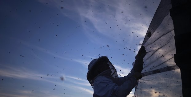 Interdiction en france de cinq insecticides tueurs d'abeilles