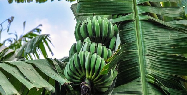 Banane fruiticulture agriculture fruit