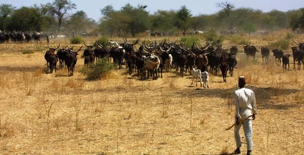 élevage Cameroun pastoralisme