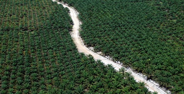 Nestle va surveiller du ciel les plantations d'huile de palme