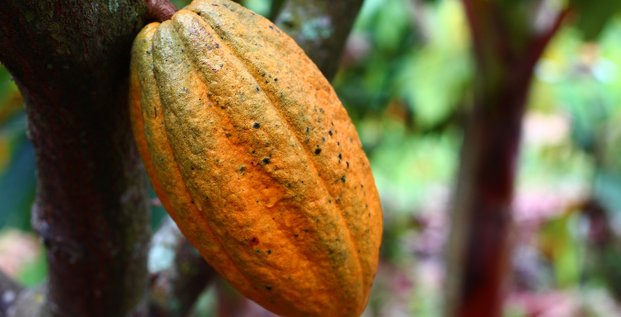 ALTDE_Côte-d'Ivoire  les déchets de cacao convertis en électricité