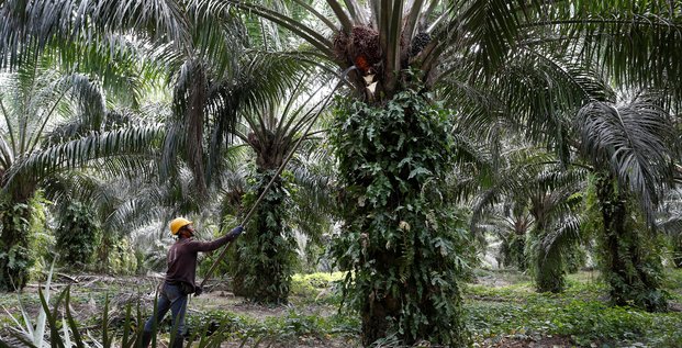 La technologie des satellites pour une huile de palme responsable