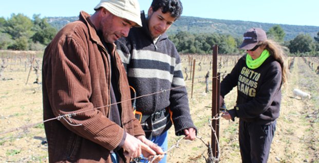 Vigne de Cocagne est le 1er vignoble d'insertion de France