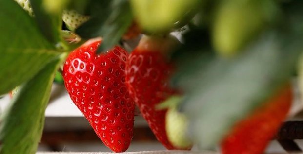Des pesticides dans pres de trois quarts des fruits, selon un rapport