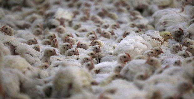Accord sur la reprise des exportations de volailles francaises vers la chine