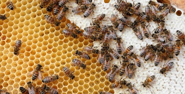 Interdiction de cinq pesticides tueurs d'abeilles