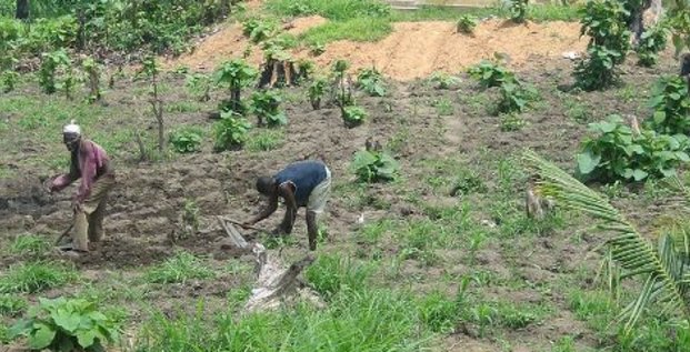 agriculture Togo