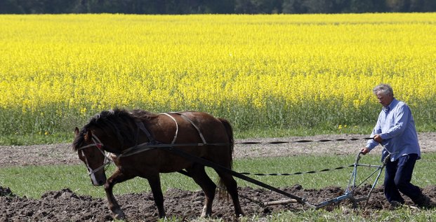 Ukraine, paysan, agriculture, grenier à blé