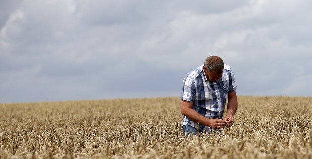 agriculteur blé france