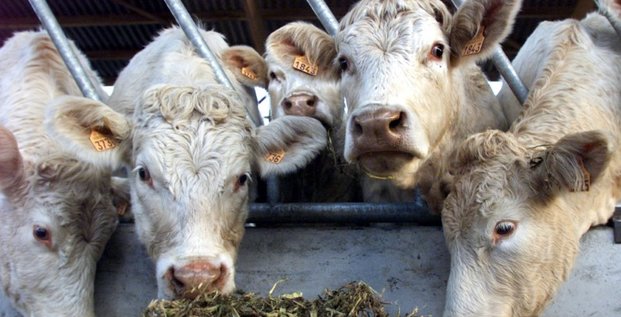 Les vaches de normandie victimes des sanctions contre l'iran